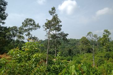 Raub Dong Vacant Agricultural Land