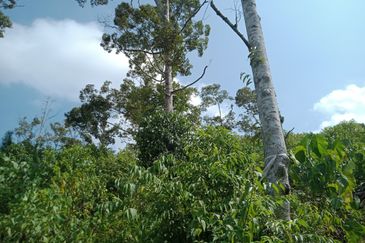 Raub Dong Vacant Agricultural Land