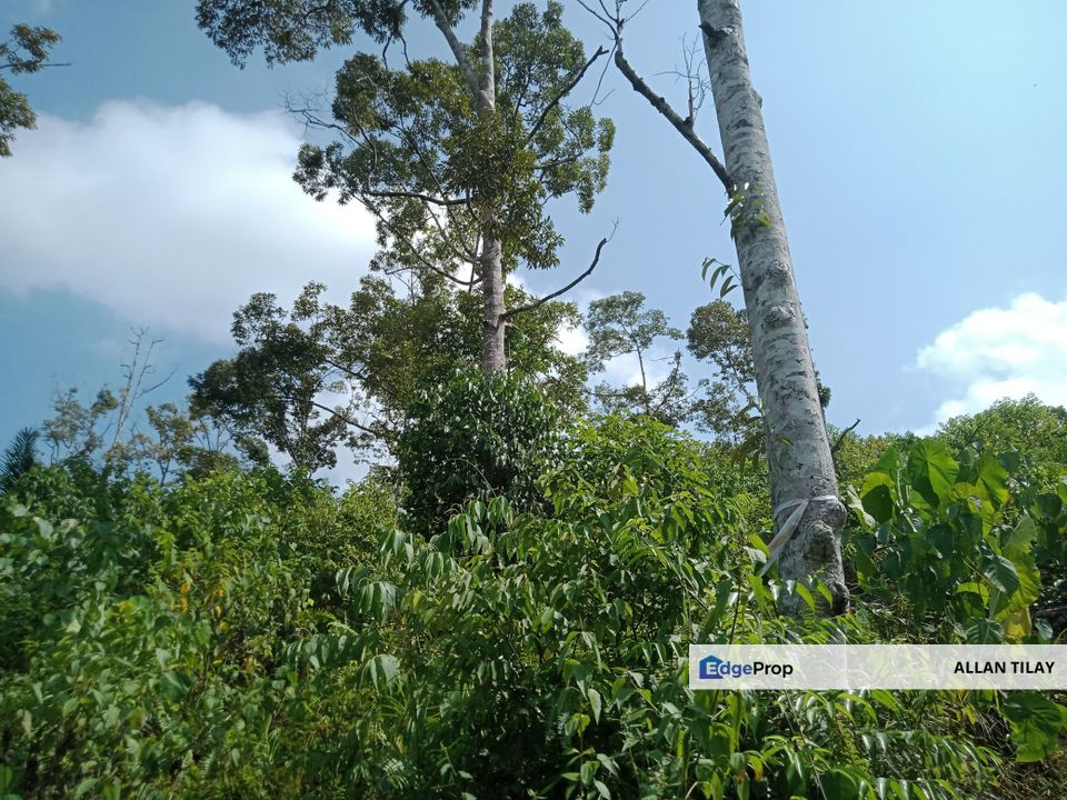 Raub Dong Vacant Agricultural Land, Pahang, Raub