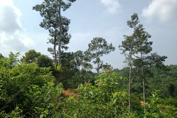 Raub Dong Vacant Agricultural Land