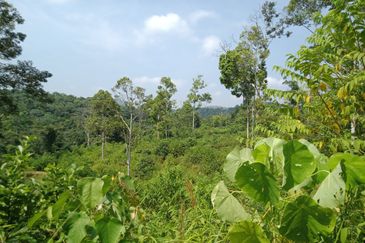 Raub Dong Vacant Agricultural Land