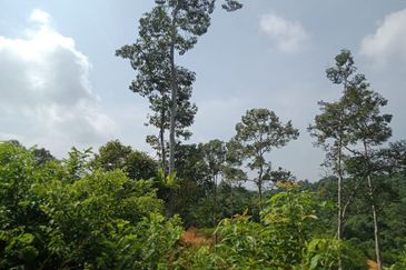 Raub Dong Vacant Agricultural Land