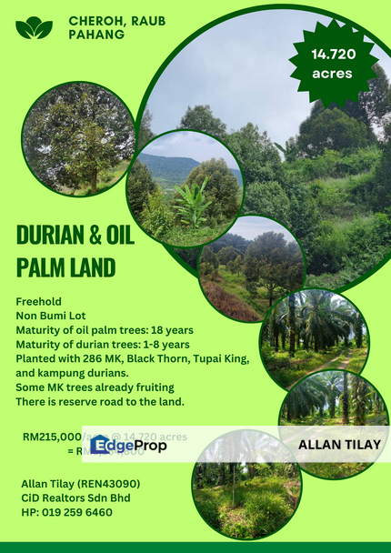 Raub Cheroh Durian and Oil Palm Plantation, Pahang, Raub