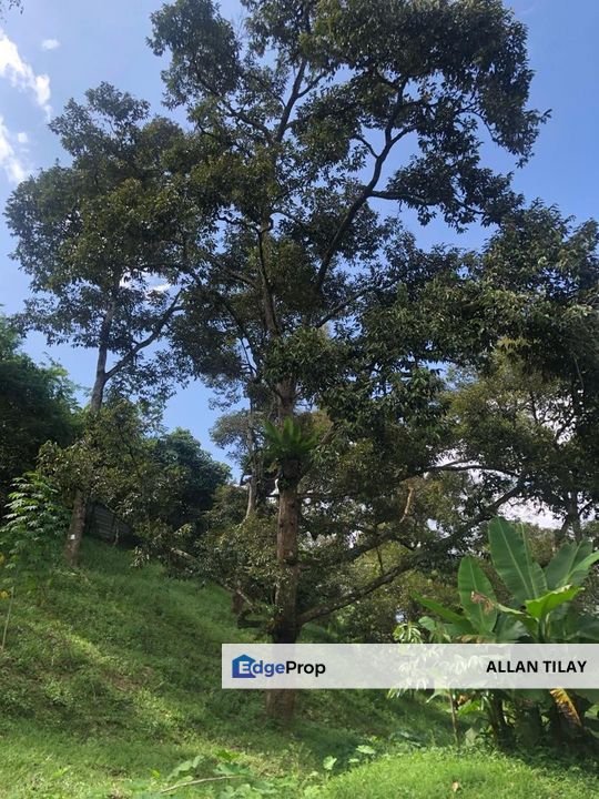 Karak Durian Plantation, Pahang, Karak