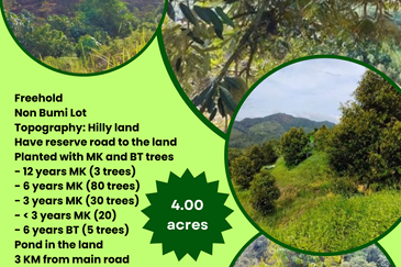 Raub Durian Plantation