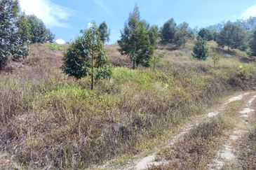 Raub Durian Plantation