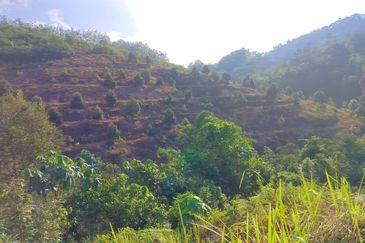Raub Durian Plantation