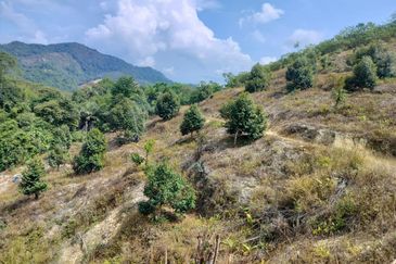 Raub Durian Plantation