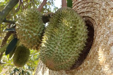 Raub Durian Plantation