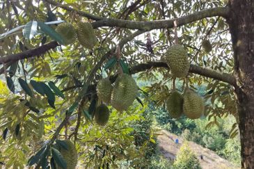 Raub Durian Plantation