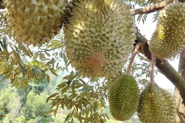 Raub Durian Plantation