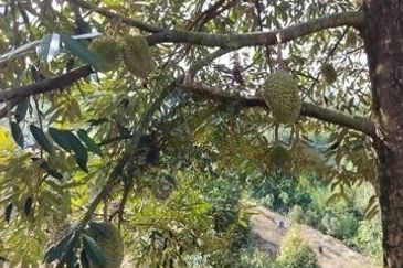 Raub Durian Plantation