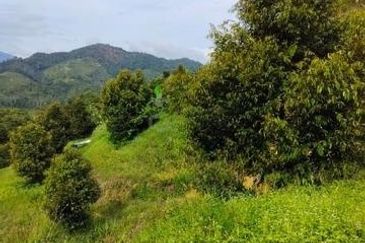 Raub Durian Plantation