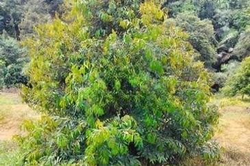 Raub Durian Plantation