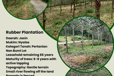 Nyalas Rubber Plantation