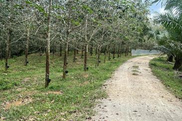 Nyalas Rubber Plantation