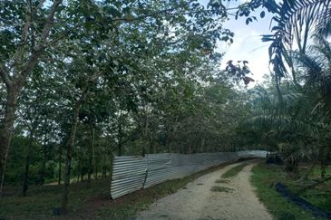 Nyalas Rubber Plantation