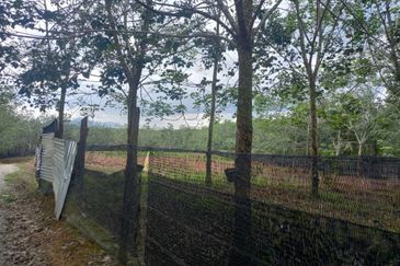 Nyalas Rubber Plantation