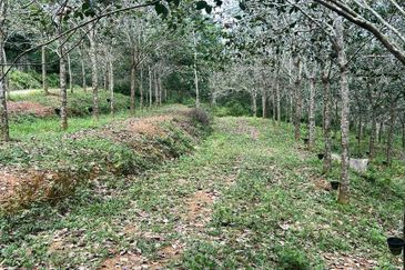Nyalas Rubber Plantation