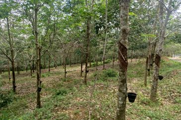 Nyalas Rubber Plantation