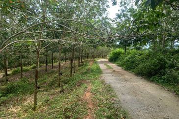 Nyalas Rubber Plantation