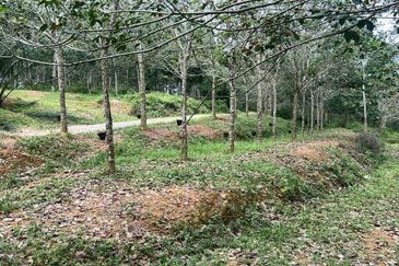 Nyalas Rubber Plantation