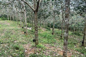 Nyalas Rubber Plantation