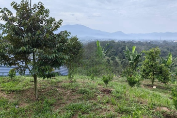 Batang Kali Dusun Land