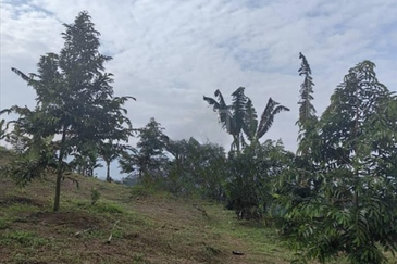 Batang Kali Dusun Land