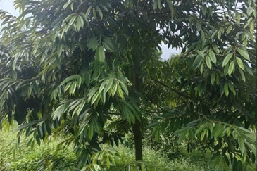 Batang Kali Dusun Land