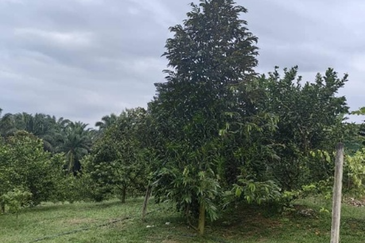 Batang Kali Dusun Land