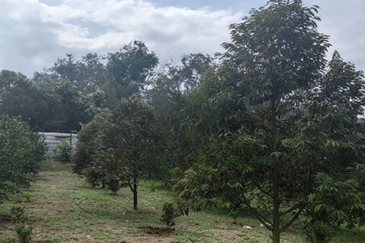 Batang Kali Dusun Land