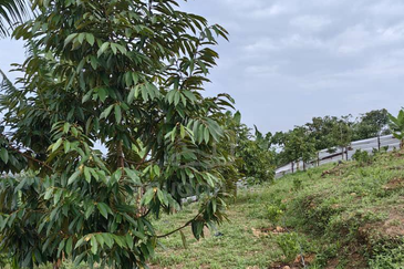 Batang Kali Dusun Land