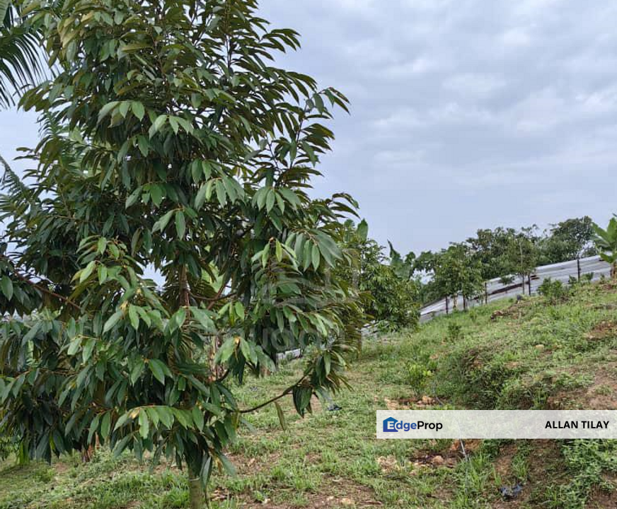 Batang Kali Dusun Land, Selangor, Batang Kali