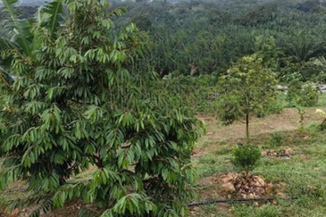 Batang Kali Dusun Land