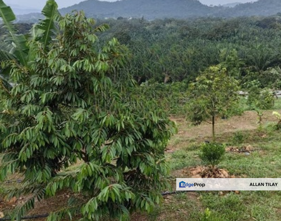 Batang Kali Dusun Land, Selangor, Batang Kali