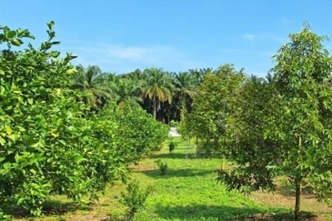 Batang Kali Dusun Land
