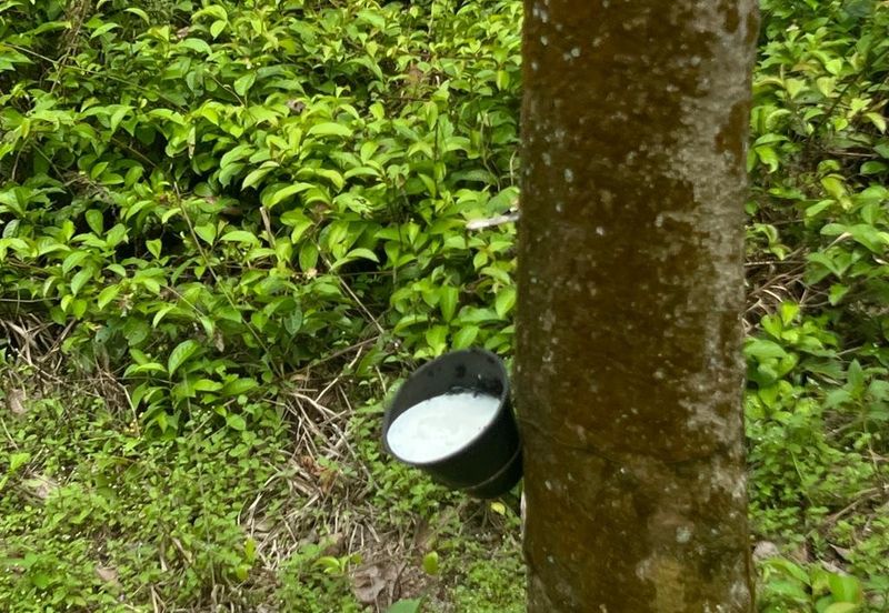 Johol Kepis Rubber Land