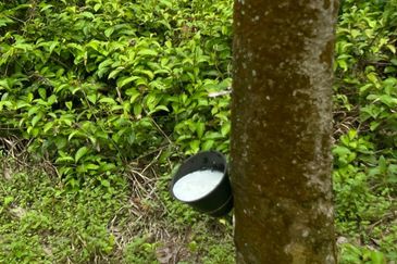 Johol Kepis Rubber Land