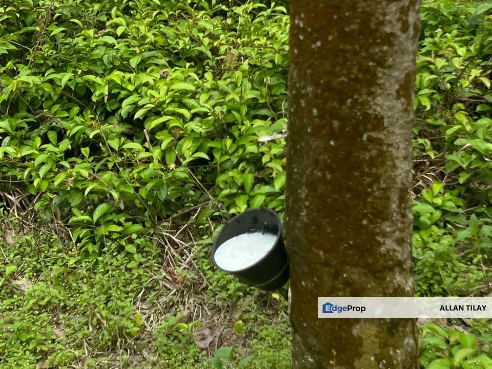 Johol Kepis Rubber Land, Negeri Sembilan, Kuala Pilah
