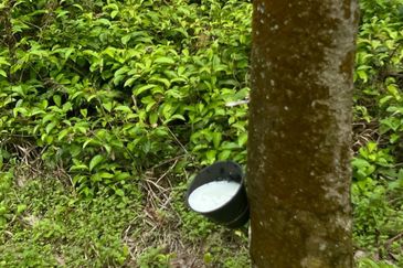 Johol Kepis Rubber Land