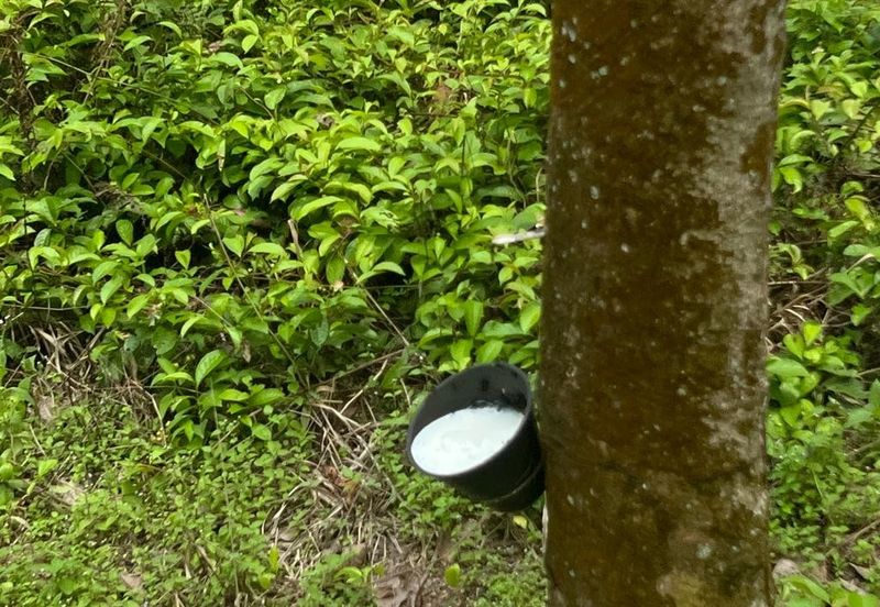 Johol Kepis Rubber Land