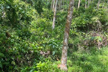 Johol Kepis Rubber Land