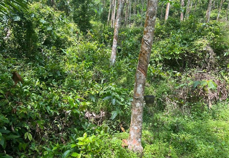 Johol Kepis Rubber Land