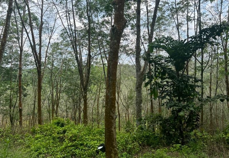 Johol Kepis Rubber Land