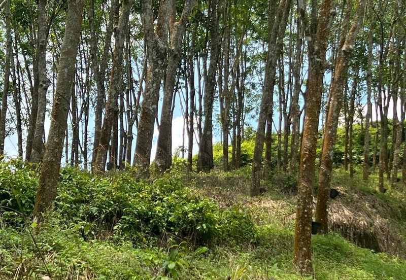 Johol Kepis Rubber Land