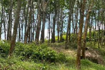 Johol Kepis Rubber Land