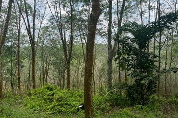 Johol Kepis Rubber Land