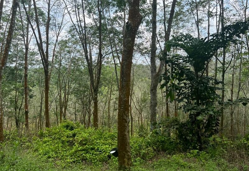 Johol Kepis Rubber Land