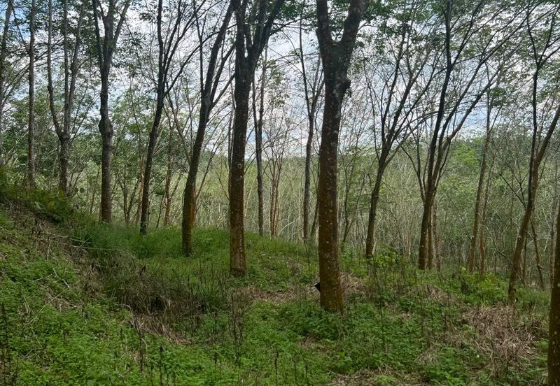 Johol Kepis Rubber Land